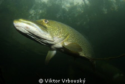 Pike by Viktor Vrbovský 